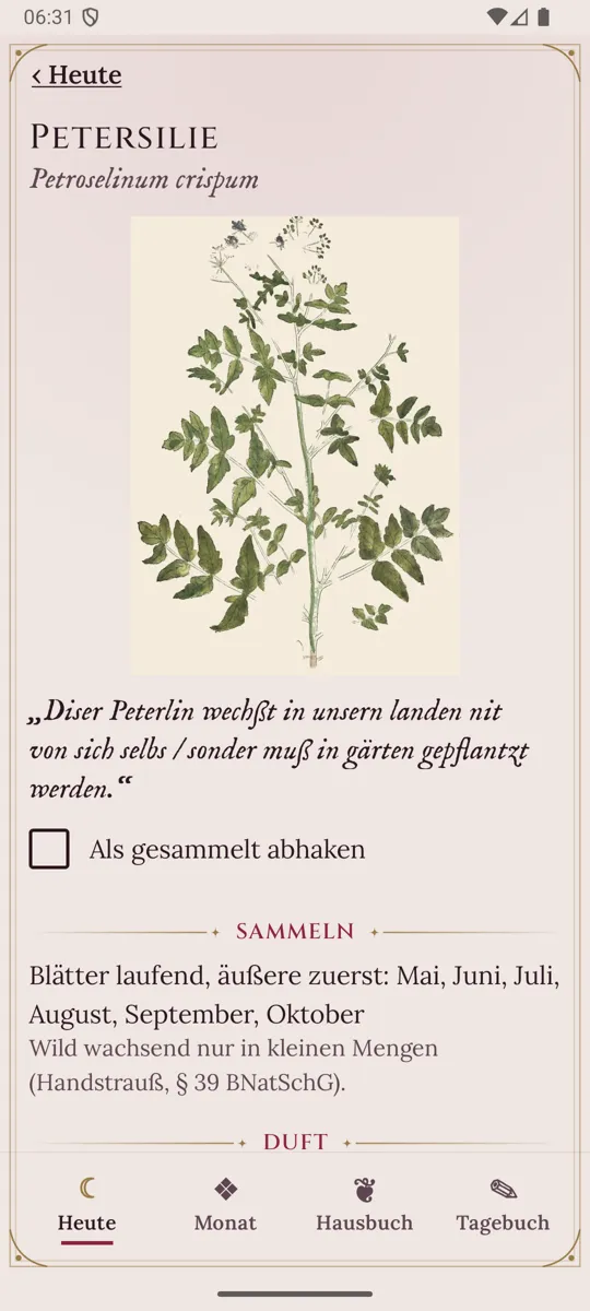 Petersilie als kolorierter Holzschnitt aus dem Kräuterbuch von Fuchs